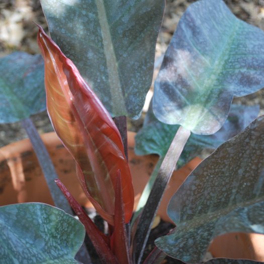Philodendron erubescens